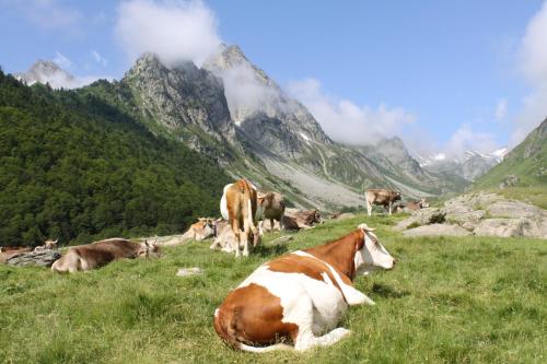 a herd of cows laying in a field with mountains at La Condorinette in Arrens-Marsous