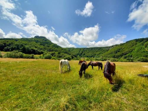 Zvířata v aparthotelu nebo okolí
