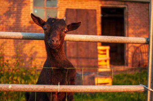 a brown goat standing next to a fence at Group accommodation Huize Blokland on nature farm - 14p in Hem