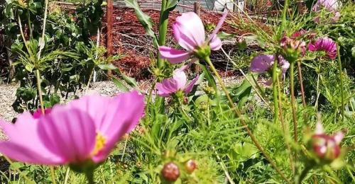 a group of pink flowers in a garden at Group accommodation Huize Blokland on nature farm - 14p in Hem