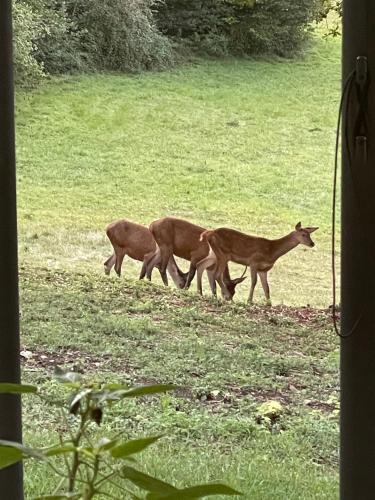 Binatang di rumah tamu ini atau berdekatan