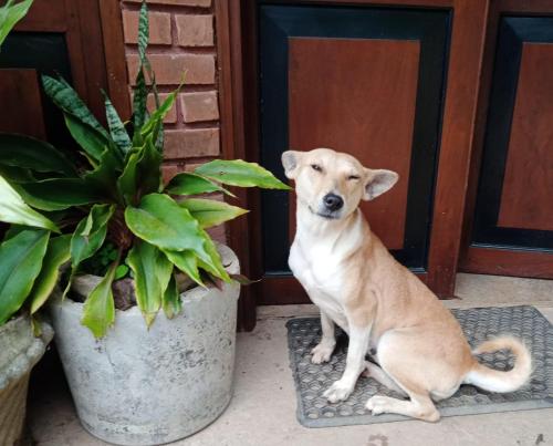 a dog sitting on a rug next to a potted plant at Namadi heights Bungalow in Kandy