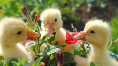 three ducklings are standing in the flowers at The Danescourt in Blackpool