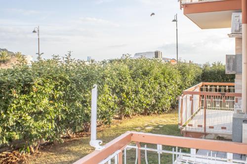 a view of a row of orange trees at La pioggia nel pineto in Gaeta