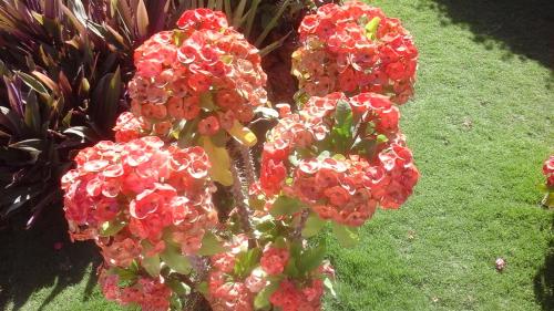 a plant with red flowers in the grass at Chambre d'hôte les vacanciers in Nianing