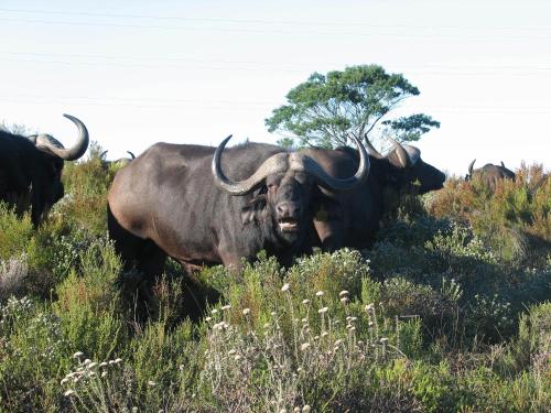 Animales en el lodge o alrededores