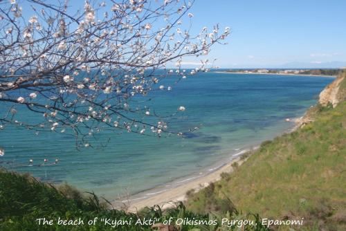 a branch of a tree with white flowers on a beach at MODERN Studio & Loft in Pálioura