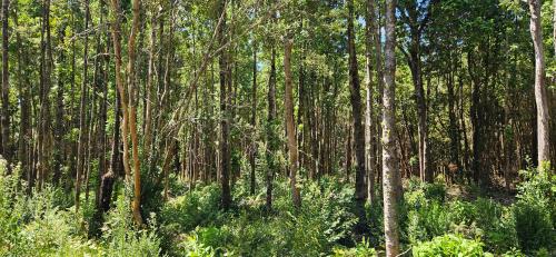 a forest filled with tall trees and green plants at Ayün Lodge in Pucón