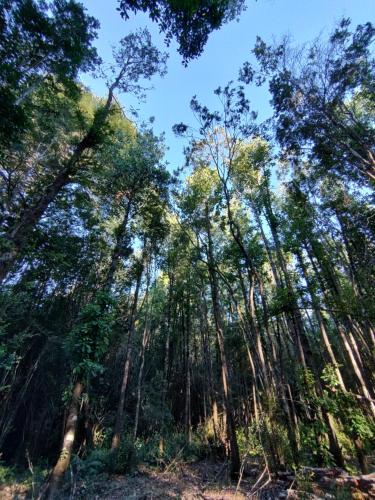 a forest of tall trees with the sky in the background at Ayün Lodge in Pucón