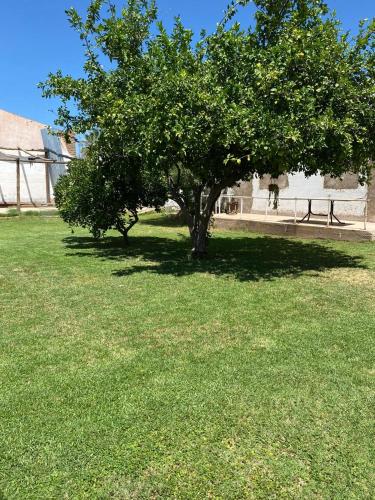 a tree in the middle of a grass field at Sayani Posada in Chilecito