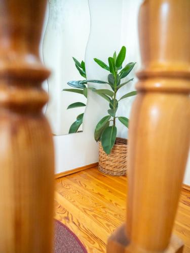 a plant in a basket in a room at PENZION BENEŠOV u BROUMOVA in Broumov