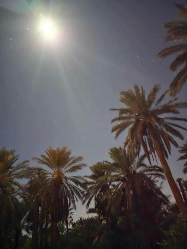 a group of palm trees under a street light at Dar Barka in Kebili