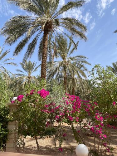 a palm tree and pink flowers in front of a palm tree at Dar Barka in Kebili