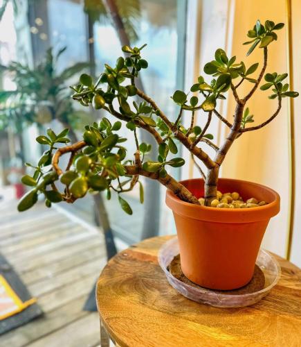a potted plant sitting on top of a wooden table at Daylight Cove Lakefront Condo, Pool, Hot Tub! in Lake Ozark