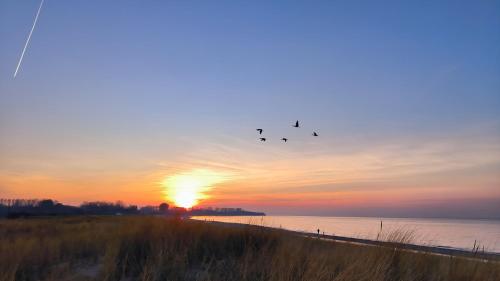 a flock of birds flying over the water at sunset at Ferienwohnung OstseeBlick Rerik in Rerik