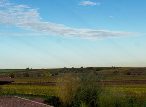 a view of a field of crops with a sky at Hotel Restaurant Traube Kallstadt in Kallstadt