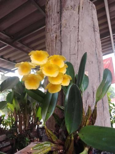 Gambar di galeri bagi Joyful Haven Home di Ban Ngiu Thao Mai