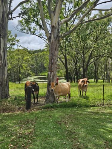 a group of cows standing next to a tree at 3 bed cottage nestled at centre of 21 acres in Blackbutt in Blackbutt