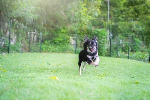 a dog running in the grass in a field at ドッグラン付きのプライベート宿伊豆月ヶ瀬修善寺RVillage in Izu