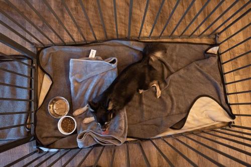 a dog laying on a blanket in a tent at ドッグラン付きのプライベート宿伊豆月ヶ瀬修善寺RVillage in Izu