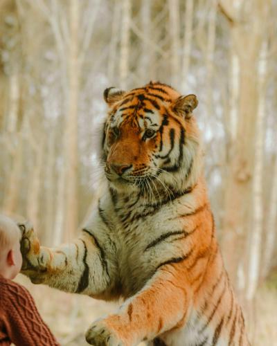 Animales en el parque vacacional o alrededores