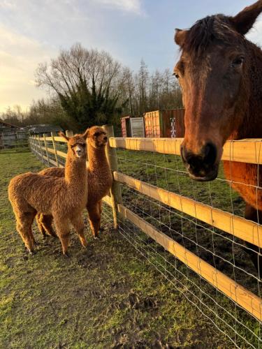 a horse and two sheep standing next to a fence at Hoeve Chartreuse in Bruges