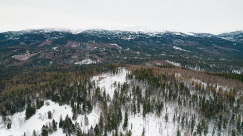 an aerial view of a group of trees in the snow at Heart of Polen appartements in Piechowice
