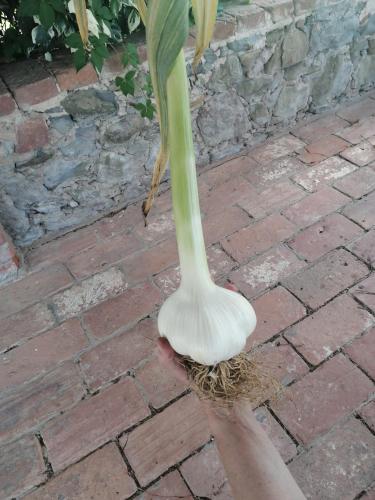 a person holding up a plant with a white root at Podere Marella in I Pieracci