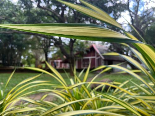 a leafy plant in front of a red house at Royal Green Garden - Puttalam in Puttalam