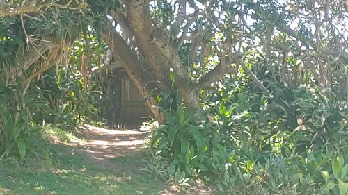 a small building under a tree in a field at RAMBLiNN in Zinkwazi Beach