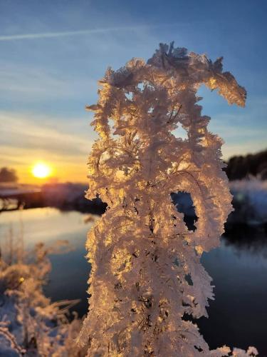 a tree covered in ice with the sunset in the background at Historiskt, mysigt boende med sjöutsikt i underbar miljö in Undenäs