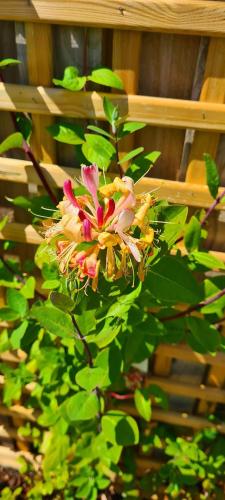 Honeysuckle Cabinにある庭
