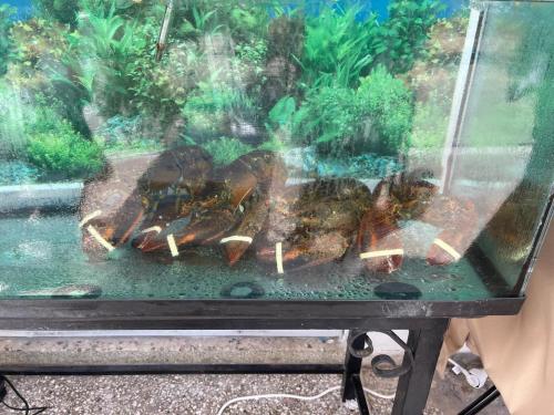 a group of bees sitting in a window at Beach Apartment A in Néa Karváli