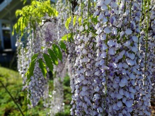 a bunch of purple flowers hanging from a tree at FeWoHuett - Ferienhaus in den Hüttener Bergen in Brekendorf