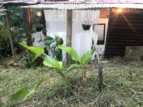 a plant in the yard next to a house at La Senda del Barcino in Cali