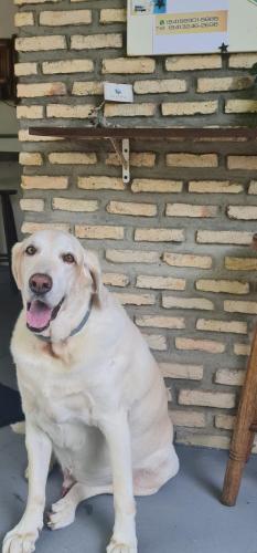 a white dog sitting in front of a brick wall at Di Pipa Rooms - Hidromassagem Externa in Pipa