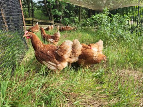 a group of chickens standing in the grass near a fence at WILLA MONTE NEVE in Stronie Śląskie