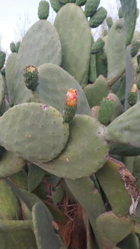 a close up of a green cactus plant at Il Calice dell'Etna in Passopisciaro