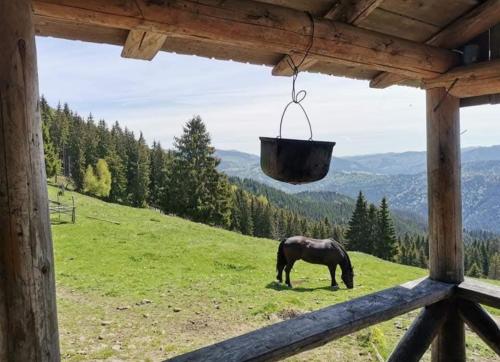 a horse grazing in a field with a bucket at Pensiunea Rozmarin in Borca