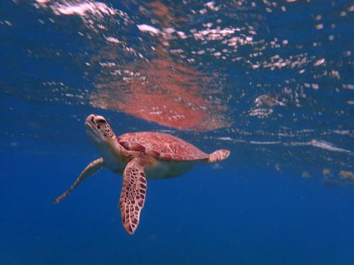 a green sea turtle swimming in the water at apt bonker in Culebra
