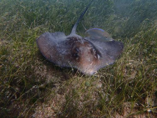 a fish is laying in the grass at apt bonker in Culebra