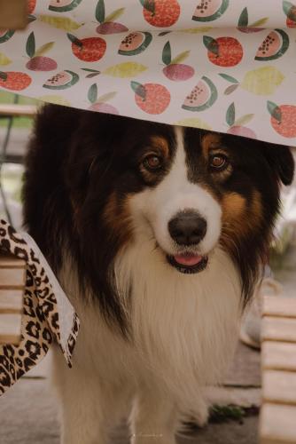 a brown and white dog wearing a birthday hat at La Maison de l'Andelot in Monteignet-sur-lʼAndelot
