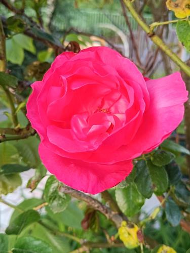a pink rose is growing on a tree at Chambres d'hotes du Port Gautier in Vouvray-sur-Loir