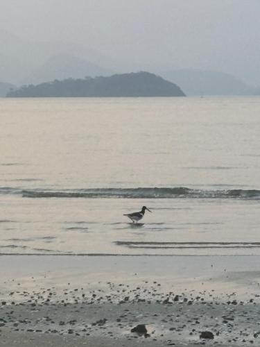 a bird standing in the water on the beach at Casa Angra dos Mares in Angra dos Reis