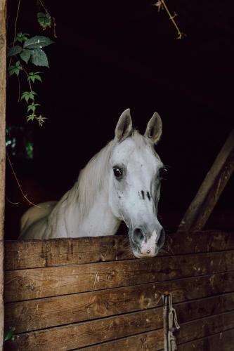 a white horse standing over a wooden fence at Zagroda Kuwasy in Woźnawieś