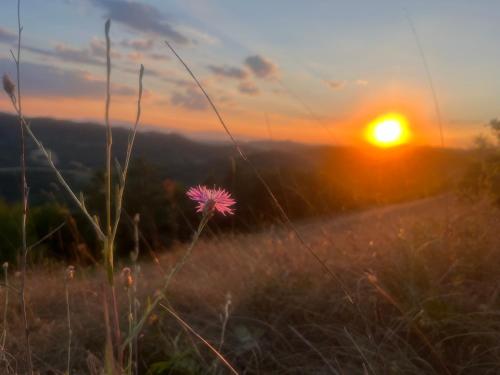 a flower in a field with the sunset in the background at Monte Paradiso Agriturismo in Pietralunga