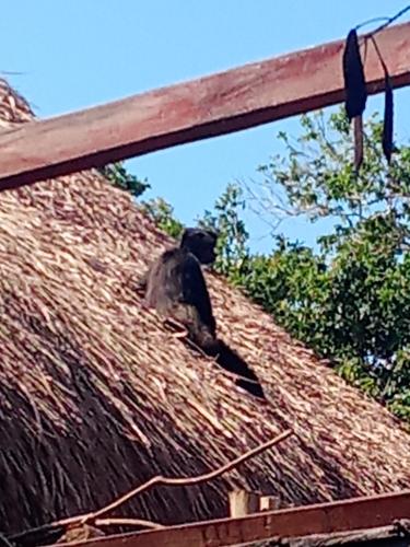 a bird sitting on top of a thatch roof at Villa AHAL, in Chemuyil