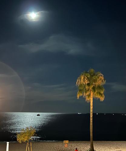 - un palmier sur la plage la nuit dans l'établissement Très bel appartement sur la plage avec grande terrace face à la mer! La Goelette, à Vallauris
