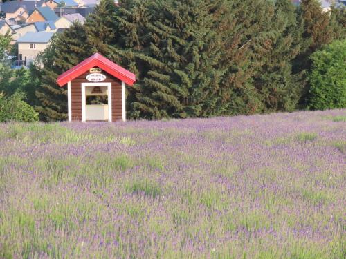 a field of lavender with a clock in the middle at Mountain Gate FURANO in Kami-furano