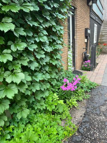a large green bush next to a building with pink flowers at THE LOFT 3 level urban cabin with a HUGE patio! in Willmar